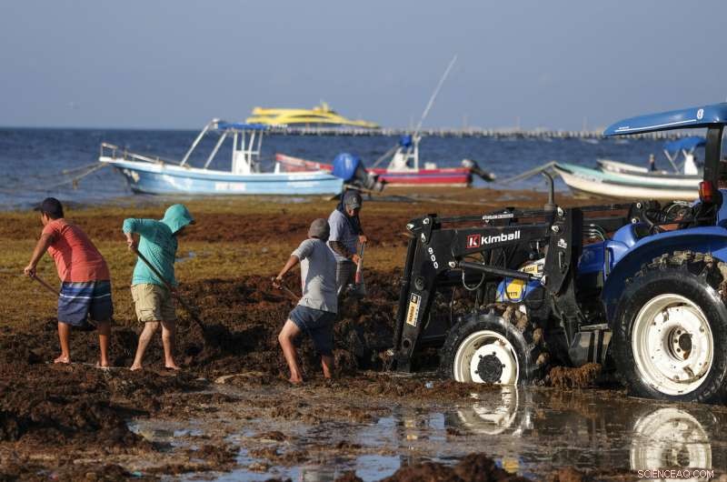 Mexico’s Prized Beaches Threatened by Odorous Algae Invasion