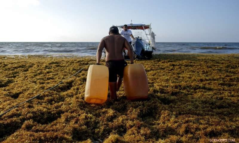 Mexico’s Prized Beaches Threatened by Odorous Algae Invasion