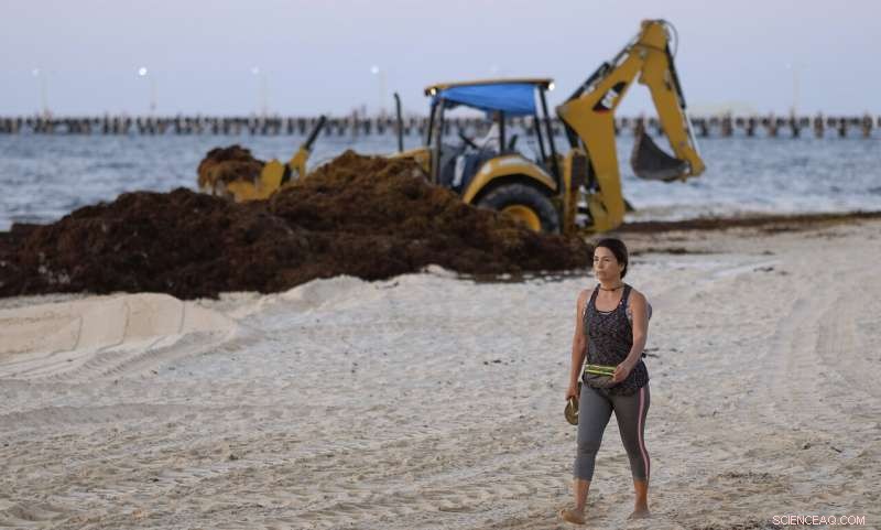 Mexico’s Prized Beaches Threatened by Odorous Algae Invasion