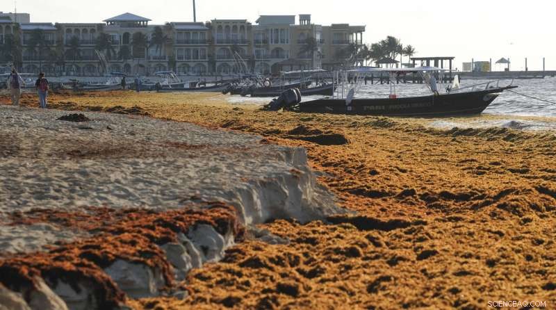 Mexico’s Prized Beaches Threatened by Odorous Algae Invasion
