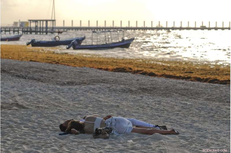 Mexico’s Prized Beaches Threatened by Odorous Algae Invasion