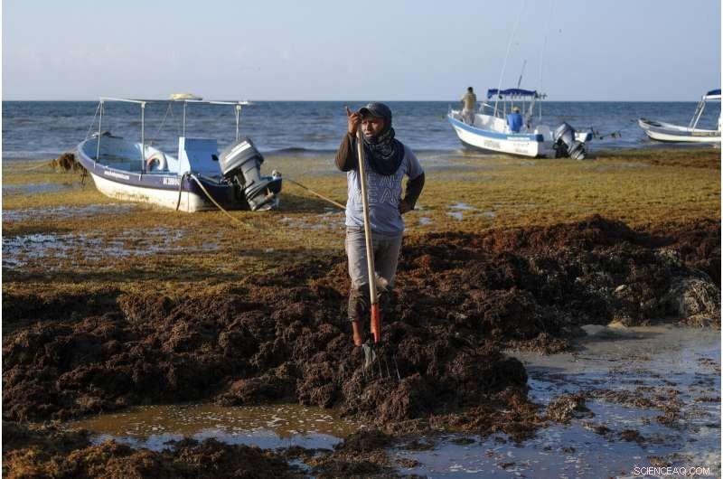 Mexico’s Prized Beaches Threatened by Odorous Algae Invasion