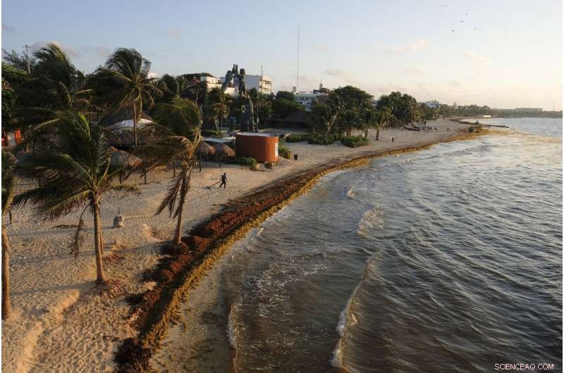 Mexico’s Prized Beaches Threatened by Odorous Algae Invasion