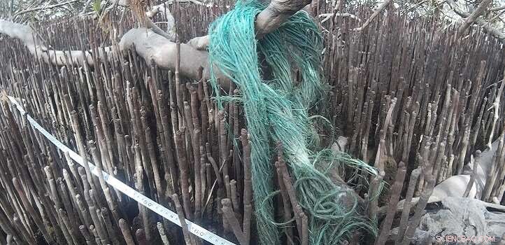 Mangrove Forests Serve as Natural Filters, Capturing Floating Litter
