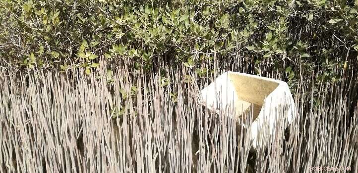 Mangrove Forests Serve as Natural Filters, Capturing Floating Litter