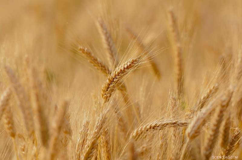 Advanced Study Enables Precise Australian Wheat Yield Forecasts Months Ahead of Harvest