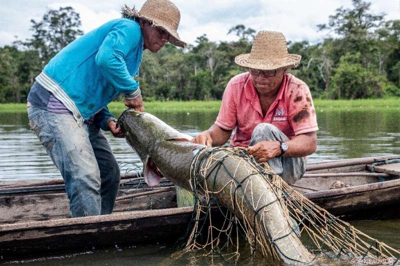 Amazon Recovery: Brazilian Giants Demonstrate Preservation and Sustainable Development Are Possible
