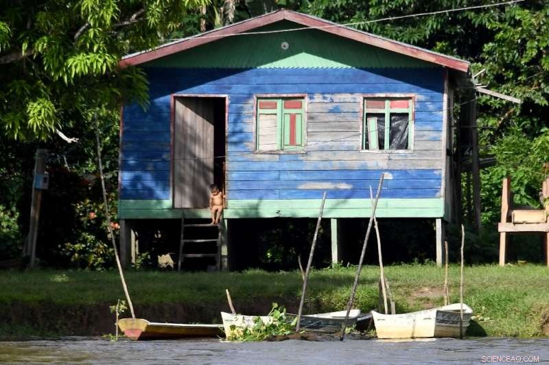 Amazon Recovery: Brazilian Giants Demonstrate Preservation and Sustainable Development Are Possible