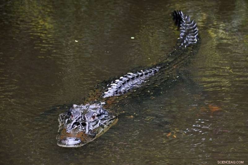 Amazon Recovery: Brazilian Giants Demonstrate Preservation and Sustainable Development Are Possible