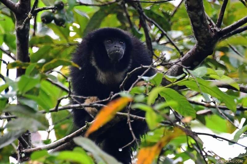Advanced Surveillance Reveals Hidden Wildlife in the Amazon