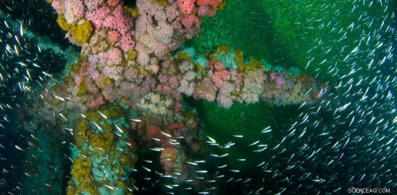 Decommissioned California Oil Rigs Could Become Valuable Artificial Reefs