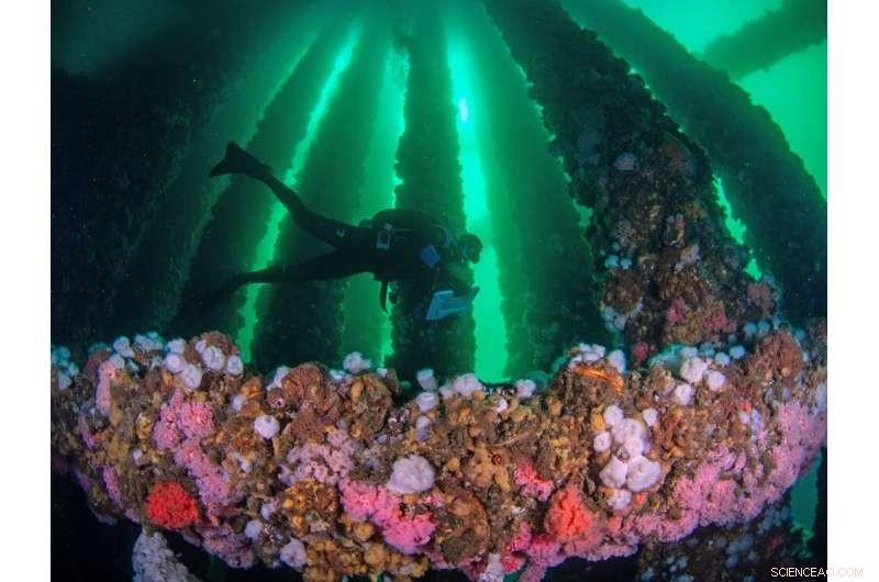 Decommissioned California Oil Rigs Could Become Valuable Artificial Reefs