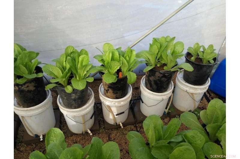 Turning Waste into Fertilizer: A Sustainable Solution for Higher Yields