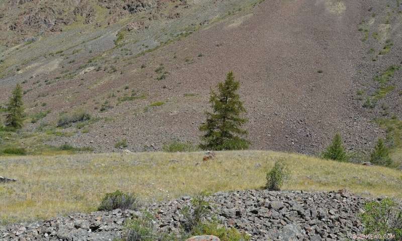 Climate Warming Reduces Forest Carbon Storage