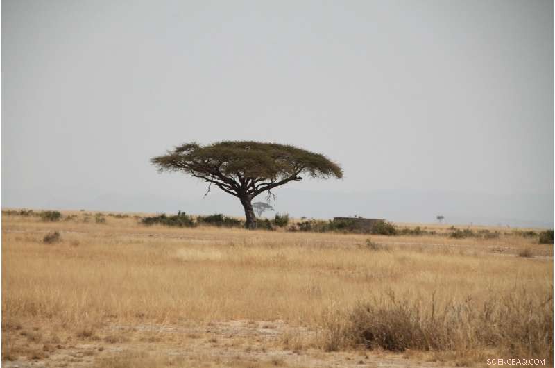 Research Reveals Tree Distribution Patterns Across African Savannas