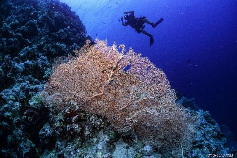 Super Corals Offer Hope for Dying Reefs Worldwide