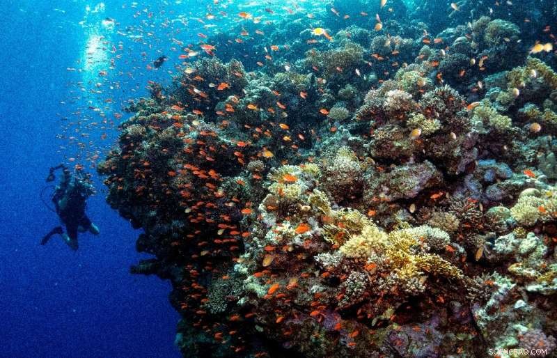 Super Corals Offer Hope for Dying Reefs Worldwide