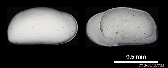Century‑Scale Dynamics of Deep‑Water Circulation in the North Atlantic