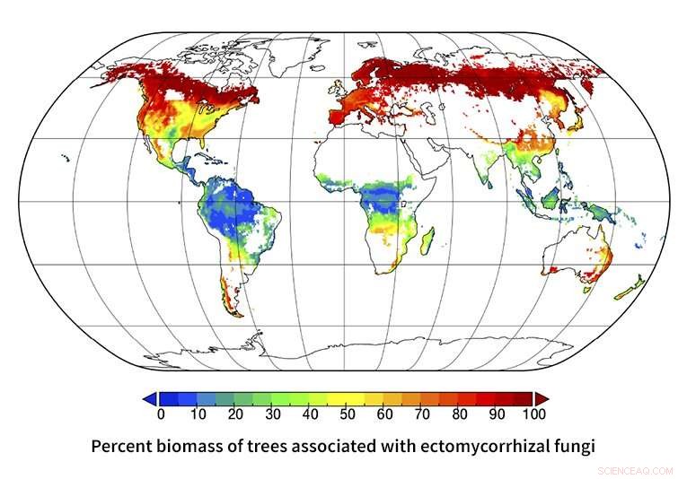 Scientists Chart Global Symbiotic Networks Between Trees and Microbes