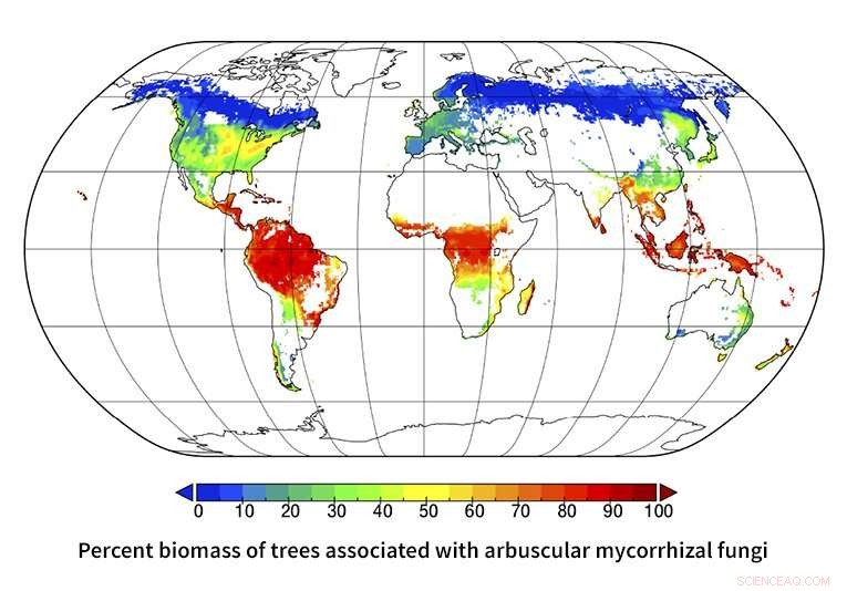 Scientists Chart Global Symbiotic Networks Between Trees and Microbes
