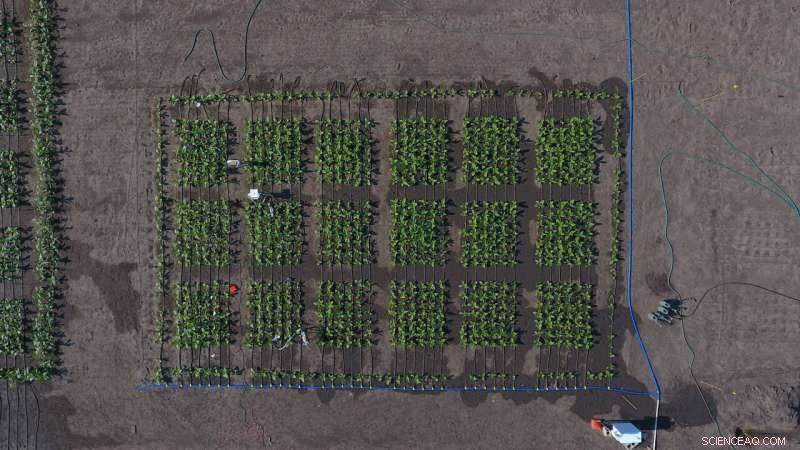 Revolutionary Tool Allows Accurate Measurement of Plant Yield Traits, Boosting Farmers  Production