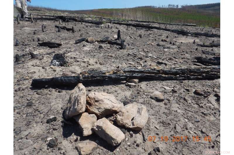 Unprecedented Fires Test Yellowstone Forests  Resilience