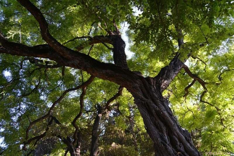 Air Pollution Hampers Tree Growth in São Paulo: Study Reveals Heavy Metal Impact