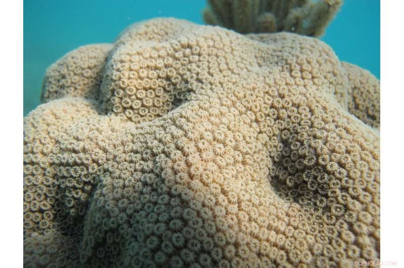 New Research Reveals Distinct Microbial Communities Adjacent to Corals