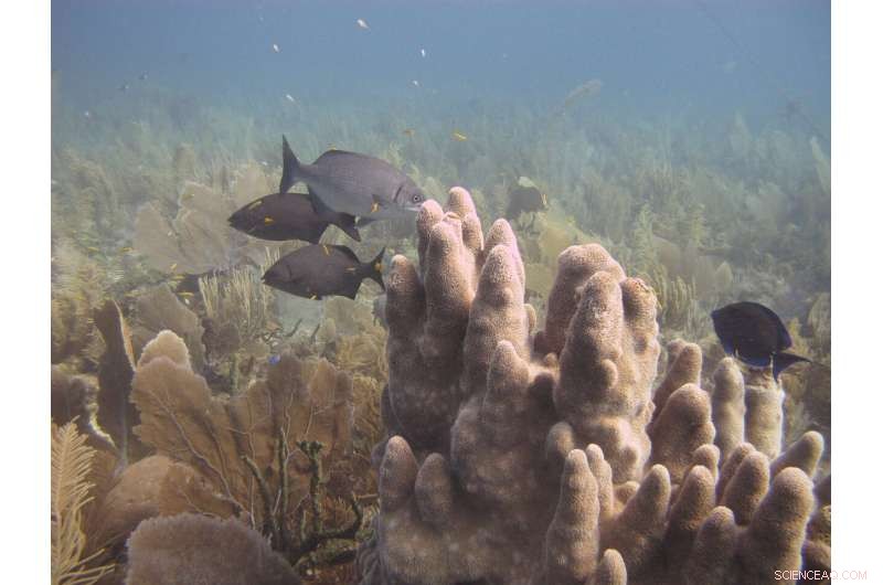 New Research Reveals Distinct Microbial Communities Adjacent to Corals