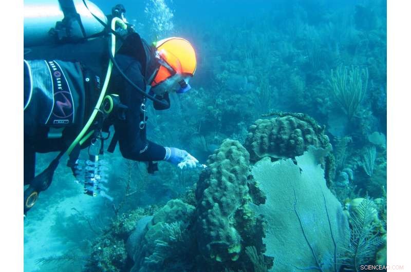 New Research Reveals Distinct Microbial Communities Adjacent to Corals