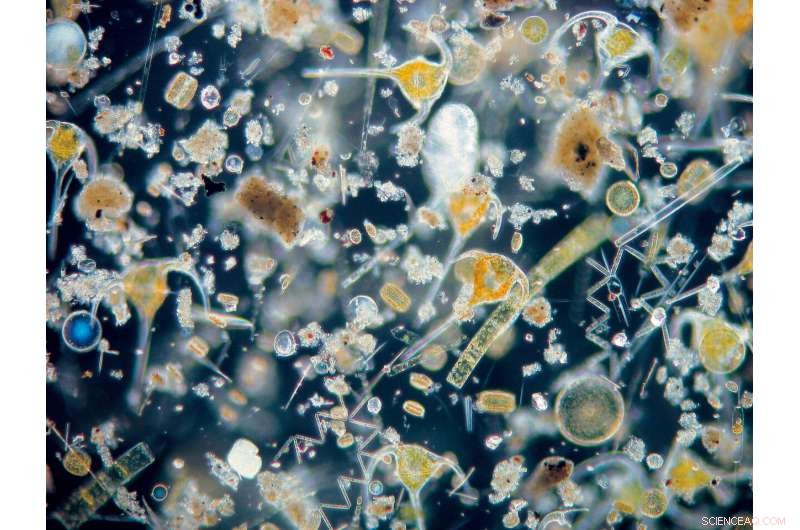 Could Plankton, Rather Than the Sun, Drive Climate Change?
