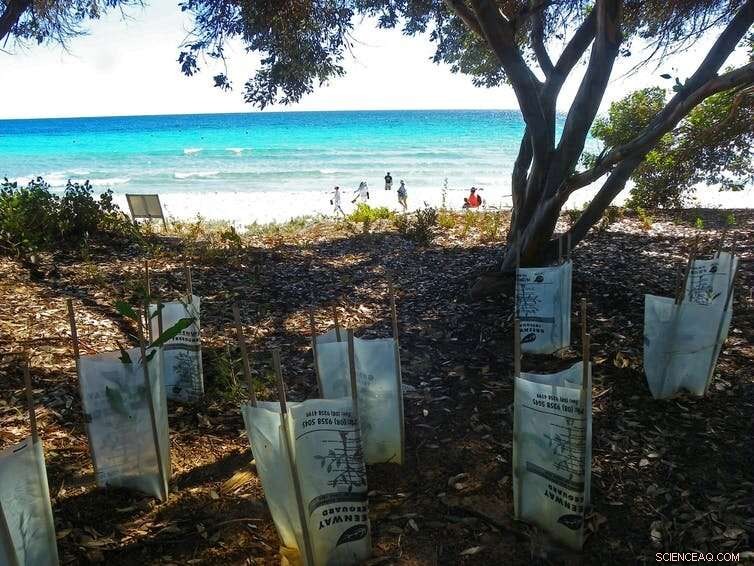 Australia s Wildlife Recovery: Why a Clear Pathway Is Crucial Post‑Election