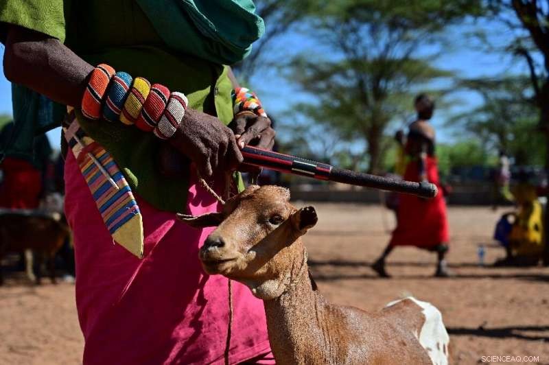 How Kenyan Herders Blend Tradition and Technology to Combat Climate Change