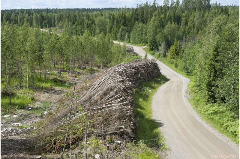 Wood Fuel Use in Power Generation Surges to New Records