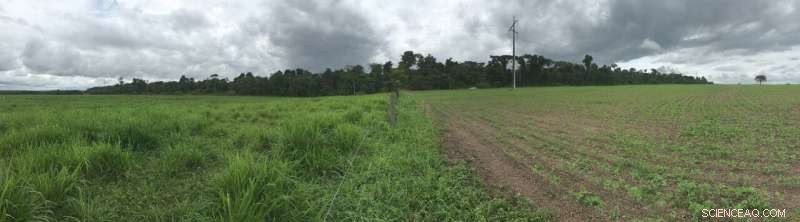 Amazon Forest Degradation Threatens Soil Communities: Impacts on Microbes and Invertebrates