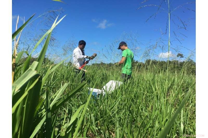 Amazon Forest Degradation Threatens Soil Communities: Impacts on Microbes and Invertebrates