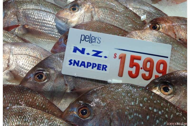 Global Fishing Fleet Doubles, Yet Catch Declines: New Study Reveals Shrinking Fish Stocks