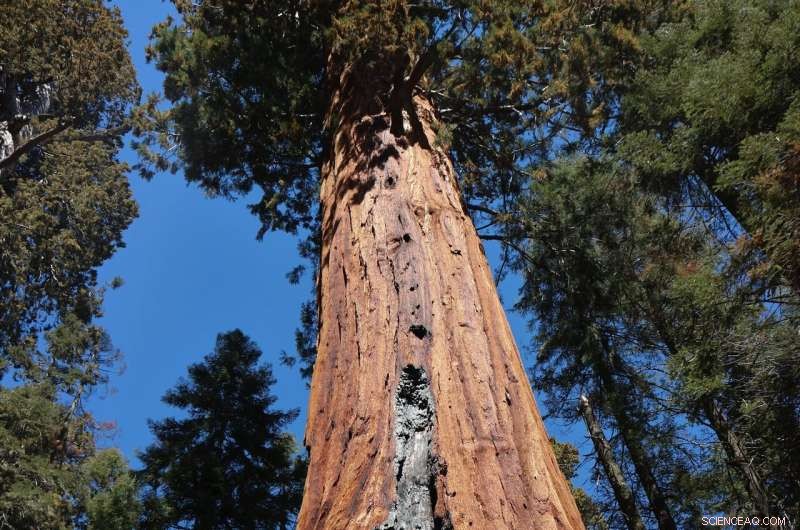 New Sugar-Based Biomarker Illuminates Prehistoric Fire Use