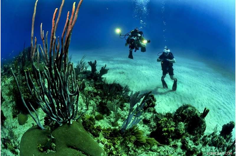 Coral Conservation Initiative: Scientists Urgently Combat Deadly Disease Threatening Florida Reef