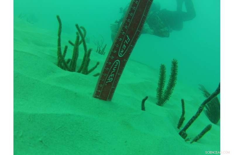 Study Reveals Over 500,000 Corals Lost to Port of Miami Dredging Operations