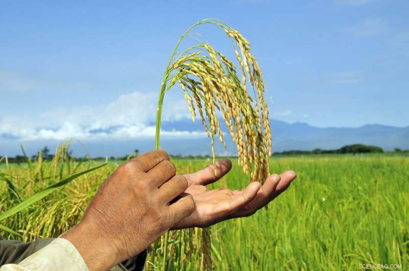Colombia Faces 60% Loss of Irrigated Rice Land Due to Climate Change