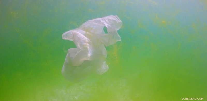 Plastic Toxicity: How Microplastics Disrupt Marine Bacteria and Food Webs