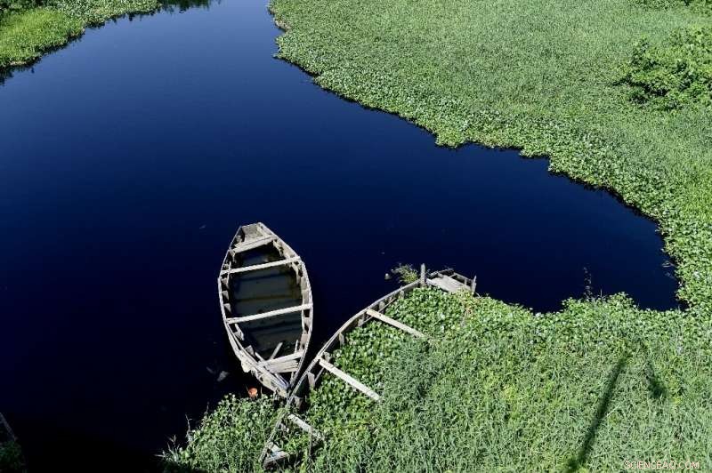 Lagos Waterways Choked by Aquatic Weed Surge