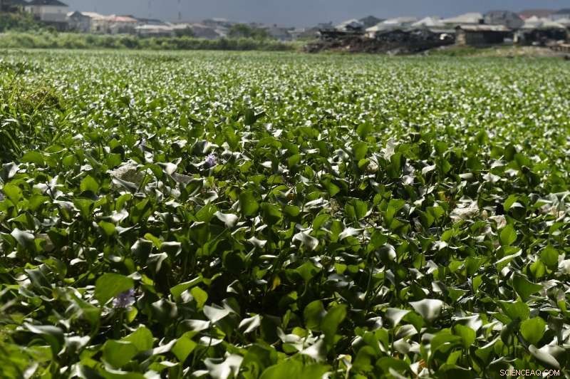 Lagos Waterways Choked by Aquatic Weed Surge