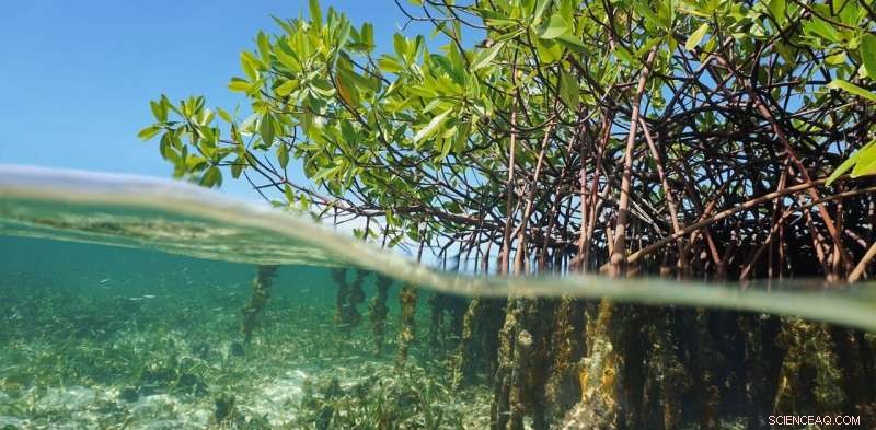 Mangrove Ecosystems: Natural Defense Against Escalating Tropical Storms