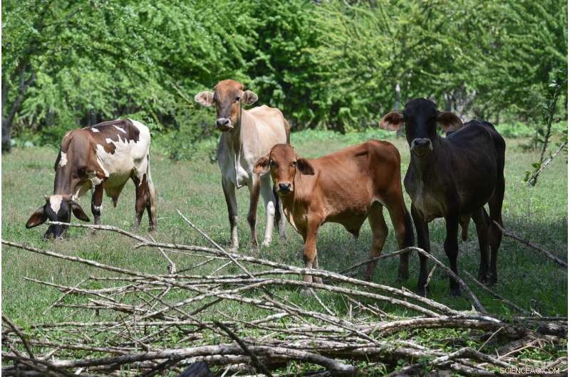 Cutting Emissions in the Food System: A Key to Keeping Global Warming Below 2°C