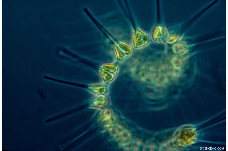 Deep-Sea Hydrothermal Vents Drive Massive Phytoplankton Blooms