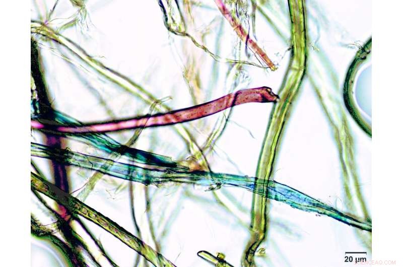 How Much Microplastic Are Americans Consuming? New Research Estimates Annual Intake