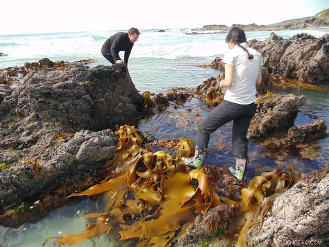 Kelp DNA Reveals the Cataclysmic Power of a 1,000-Year-Old Akatore Earthquake