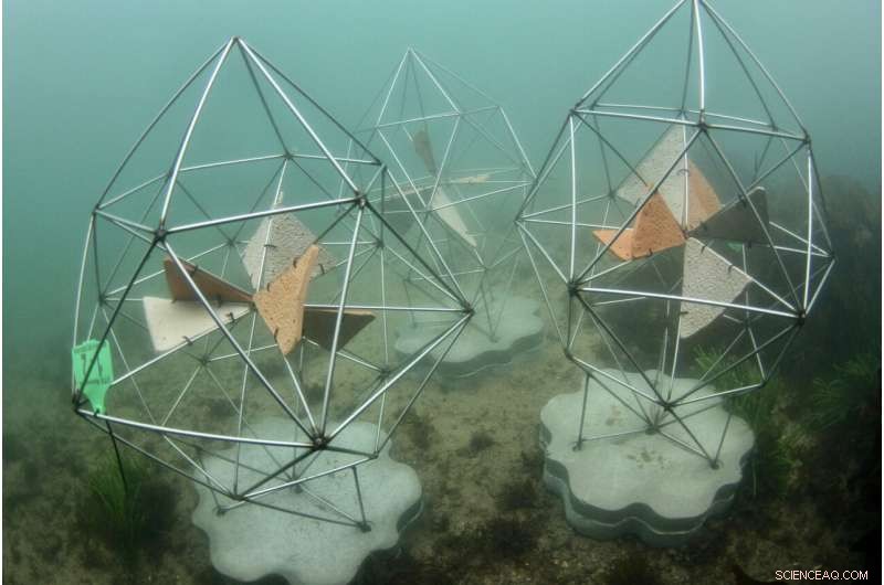 Sydney Opera House Launches Innovative Artificial Reef